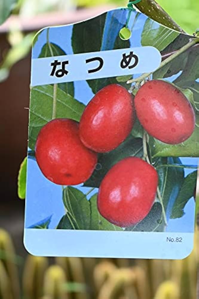 リンゴナツメ　５年生苗 リンゴナツメ 5年生苗 リンゴナツメ 5年生苗